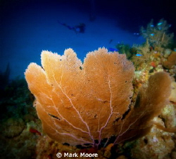 ARMCHAIR REEF GRAND CAYMAN BWI by Mark Moore 
